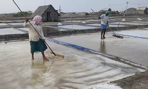 வேதாரண்யத்தில் மீண்டும் உப்பு உற்பத்தி தொடங்கியது