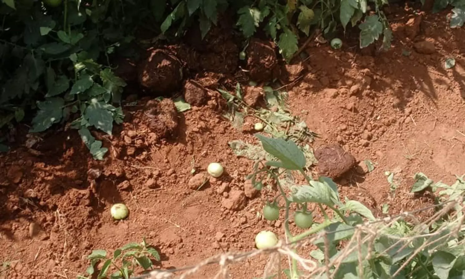 ஒற்றை காட்டு யானை தக்காளி தோட்டத்துக்குள் புகுந்து அட்டகாசம் ஒற்றை காட்டு யானை தக்காளி தோட்டத்துக்குள் புகுந்து அட்டகாசம்