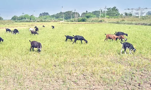 தண்ணீர் இல்லாததால் அவலநிலை: காய்ந்த நெற்பயிர்களில் ஆடுகளை மேய விடும் விவசாயிகள்