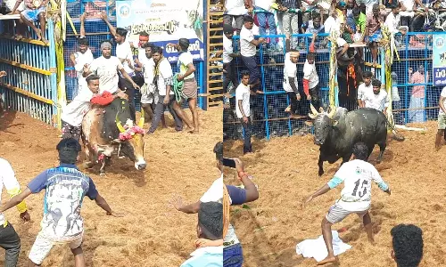 தீரம்பட்டி ஜல்லிக்கட்டில் சீறிப்பாய்ந்த காளைகள்: மல்லுக்கட்டிய வீரர்கள்