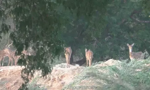 அரூர் வனப் பகுதியில் குளத்தில் தண்ணீர் குடிக்க கூட்டமாக வரும் புள்ளி மான்கள்