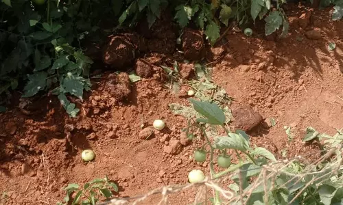 ஒற்றை காட்டு யானை தக்காளி தோட்டத்துக்குள் புகுந்து அட்டகாசம்