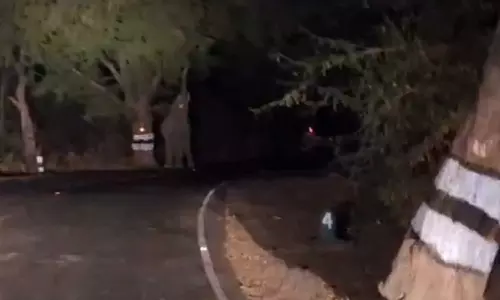 இரவு நேரங்களில் சாலையில் உலா வரும் யானைகள்- சுற்றுலா பயணிகளுக்கு விழிப்புணர்வு ஏற்படுத்த கோரிக்கை