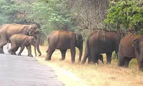 திருப்பதி பாபவிநாசம் மலையில் சந்தன மரங்களை பிடுங்கி வீசிய யானை கூட்டம்