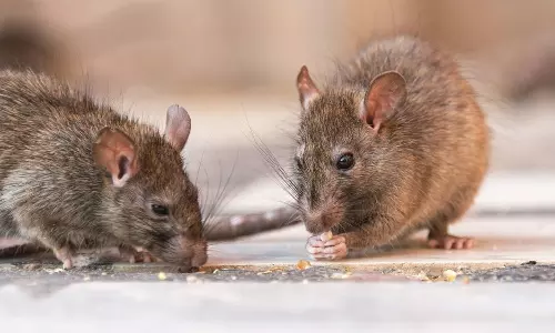 அரசு ஆஸ்பத்திரியில் நோயாளியை எலிகள் கடித்ததால் 3 டாக்டர்கள்- நர்ஸ் சஸ்பெண்டு