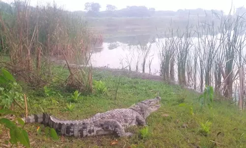 சிதம்பரம் அருகே வீட்டிற்குள் புகுந்த முதலை