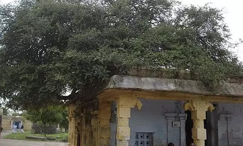 மூவாயிரம் ஆண்டுகள் பழைமையான தல மரம்