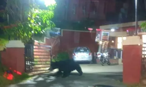 ஊட்டியில் போலீஸ் நிலையத்துக்குள் புகுந்த கரடி