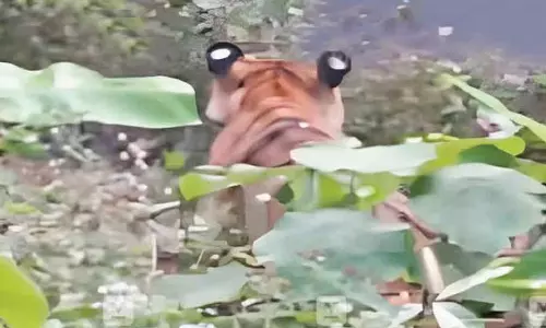 கம்பி வேலியில் சிக்கிய புலி: பாதுகாப்பாக மீட்க வனத்துறையினர் தீவிரம்