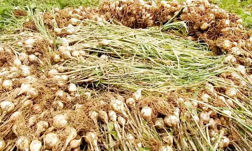 கொடைக்கானலில் மலைப்பூண்டு விலை உயர்வால் விவசாயிகள் மகிழ்ச்சி