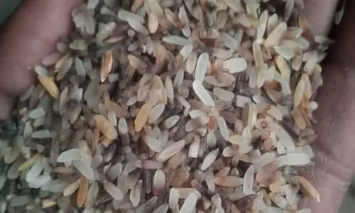 அரிசி விலை உயர்வு எதிரொலி: மாற்று ரகத்திற்கு மாறிய மக்கள்