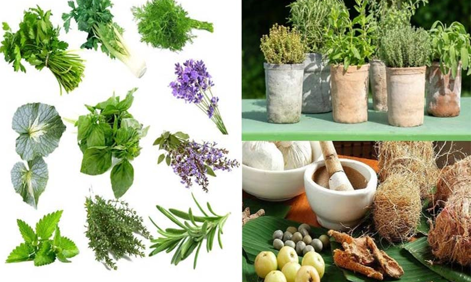 நோய்களை போக்கும் மூலிகை சாறு