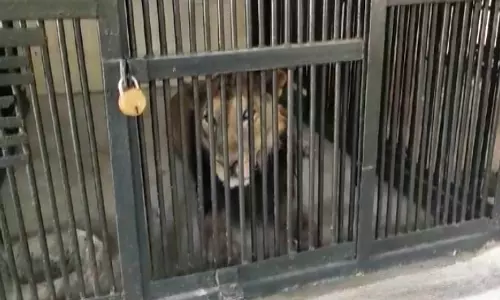 திருப்பதி உயிரியல் பூங்கா: செல்பி எடுக்க முயன்ற இளைஞர், சிங்கம் தாக்கியதில் பலி