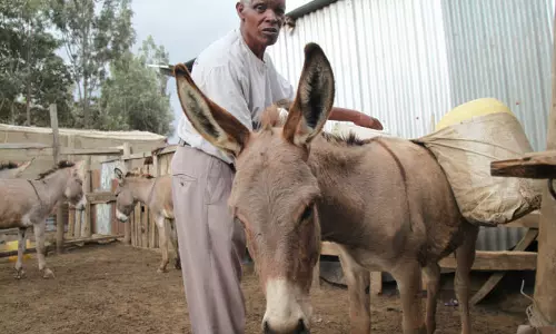 அரிய சீன மருந்திற்காக அழிக்கப்படும் ஆப்பிரிக்க கழுதைகள்