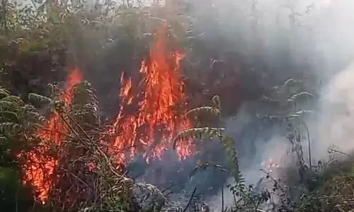 வால்பாறை அய்யர்பாடி எஸ்டேட் வனப்பகுதியில் தீ விபத்து - மரங்கள் சேதம்