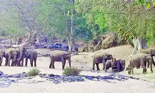 ஒகேனக்கல் காவிரி கரையோரம் சுற்றித்திரியும் யானை கூட்டம்