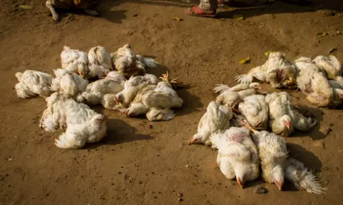 ஆந்திராவில் பரவும் பறவைக்காய்ச்சல்... சிக்கன் கடைகளை மூட உத்தரவு