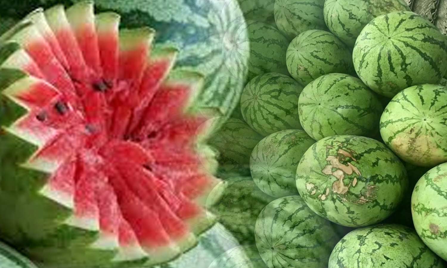 1 டன் தர்ப்பூசணி ரூ.10 ஆயிரத்துக்கு விற்பனை- விவசாயிகள் மகிழ்ச்சி