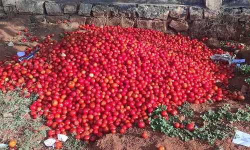 போதிய விலை கிடைக்காததால் குப்பைக்கு சென்ற தக்காளி- விவசாயிகள் வேதனை