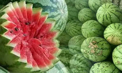 1 டன் தர்ப்பூசணி ரூ.10 ஆயிரத்துக்கு விற்பனை- விவசாயிகள் மகிழ்ச்சி