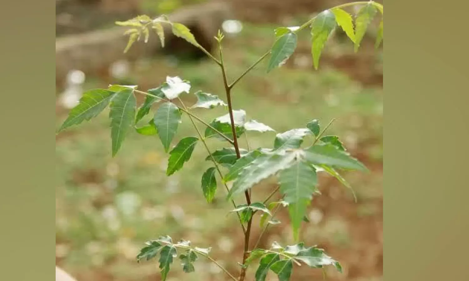 அசாடிராக்டின் பயன்பாட்டிற்காக வேம்பினைப்... ... தமிழக வேளாண் பட்ஜெட் 2024-25: வேளாண்துறைக்கு ரூ.42,281.88 கோடி நிதி ஒதுக்கீடு- அப்டேட்ஸ்...