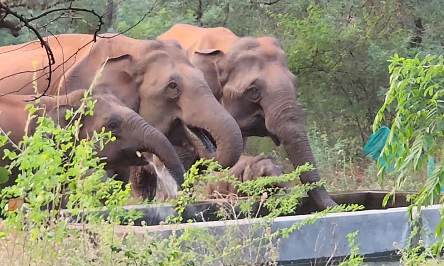 மேட்டுப்பாளையம் வனப்பகுதியில் வறட்சி: வனத்துறையினர் அமைத்த தொட்டிகளில் தண்ணீர் அருந்தும் வனவிலங்குகள்