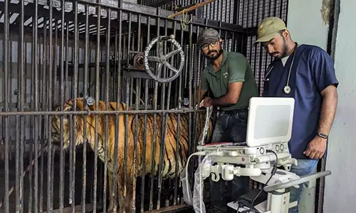 வண்டலூர் பூங்காவில்  வங்கப்புலிக்கு திடீர் உடல்நலக்குறைவு