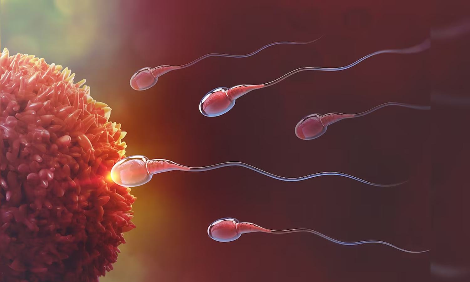 உயிரணுக்களின் எண்ணிக்கையை அதிகரிக்க உதவும் சித்தமருத்துவம்