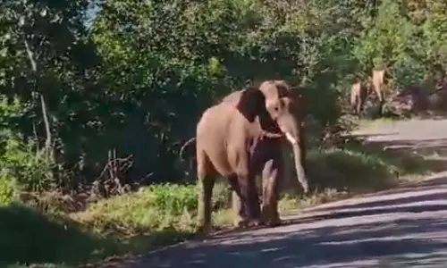 மஞ்சூர்-கோவை சாலையில் வனத்துறையினரை விரட்டிய காட்டு யானை