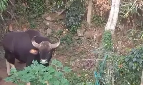 ஏற்காடு மலை கிராமங்களில் புகுந்து அட்டகாசத்தில் ஈடுபடும் காட்டெருமைகள்