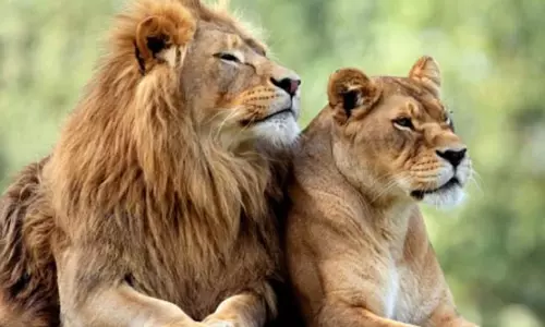 சீதா கோயிலில் இருக்க வேண்டும், காட்டுக்குள் அல்ல: சீதா சிங்கம் வழக்கில் விஷ்வ இந்து பரிஷத் வாதம்