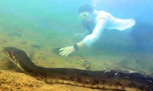 26 அடி நீளம் கொண்ட உலகின் மிகப்பெரிய அனகோண்டா பாம்பு