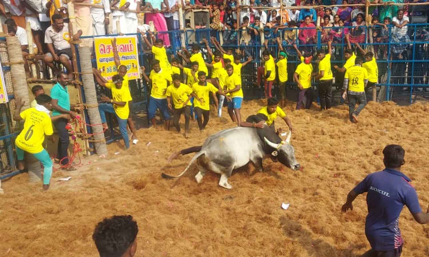 உலிபுரம் ஜல்லிக்கட்டு விழாவில் காளைகள் சீறி பாய்ந்தது- அடக்க முயன்ற வீரர்களை முட்டி தூக்கியது