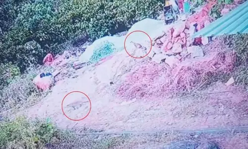 கோழிக்கோடு அருகே ஊருக்குள் 3 சிறுத்தைகள் நடமாட்டம்