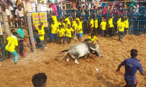 உலிபுரம் ஜல்லிக்கட்டு விழாவில் காளைகள் சீறி பாய்ந்தது- அடக்க முயன்ற வீரர்களை முட்டி தூக்கியது