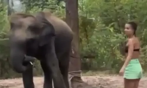 உணவளிக்க முயன்ற பெண்ணை தாக்கிய யானை