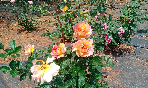 அண்ணா பூங்காவில் பூத்துக்குலுங்கும் ரோஜா மலர்கள்- சுற்றுலா பயணிகள் மகிழ்ச்சி