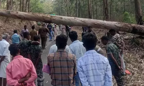 சாலையில் மரம் விழுந்து தமிழகம்-கர்நாடக இடையே போக்குவரத்து துண்டிப்பு