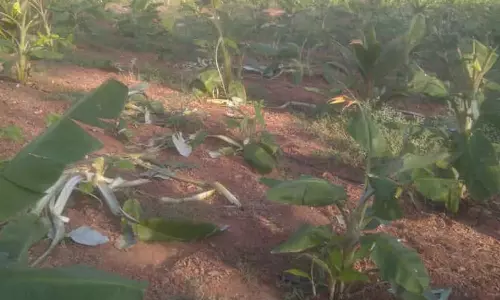 500 வாழக்கன்றுகளை சேதப்படுத்திய காட்டுயானைகள் கூட்டம்