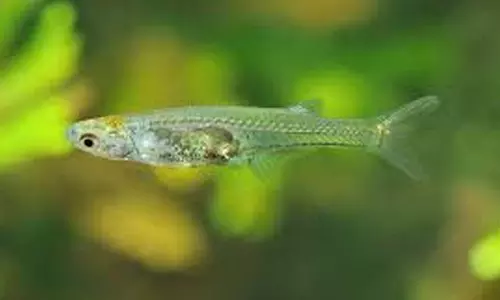 மீன் தொட்டியில் மர்ம ஒலி - ஆய்வில் வெளிவந்த அதிசய உண்மை