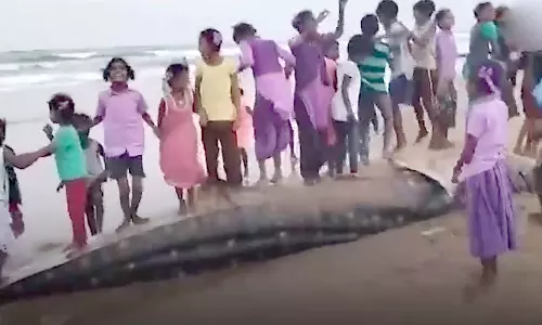 ஆந்திரா கடற்கரையில் ஒதுங்கிய 15 அடி திமிங்கல சுறா