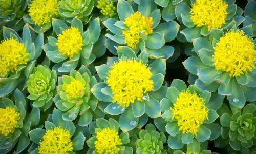 மன அழுத்தத்தை போக்கும் அதிசய சஞ்சீவினி மூலிகை