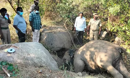 வனப்பகுதியில் இறந்து கிடந்த யானை: வனத்துறையினர் விசாரணை