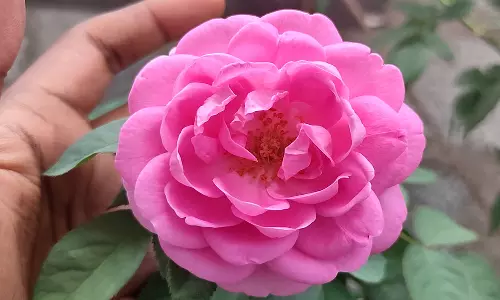 ரோஜா பூ அழகுக்கு மட்டுமல்ல ஆரோக்கியத்துக்கும் நல்லது...!