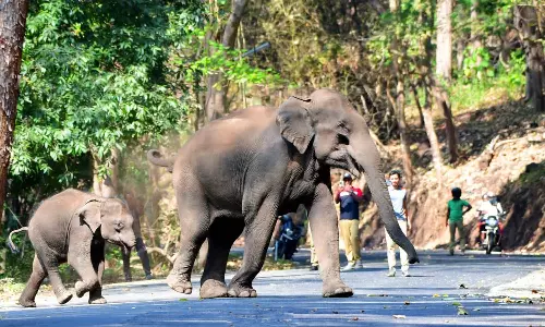 தன்னம்பிக்கையுடன் வாழும் தும்பிக்கை இல்லா குட்டி யானை