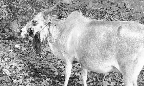 நாட்டு வெடிகுண்டை கடித்த பசு மாடு உயிரிழப்பு