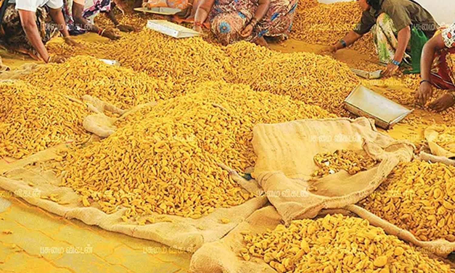 ஒரே மாதத்தில் ரூ.3 ஆயிரம் உயர்ந்தது: மஞ்சள் விலை குவிண்டால் ரூ.16 ஆயிரத்துக்கு விற்பனை