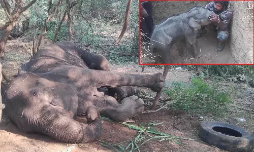 உயிருக்கு போராடும் பெண் யானை- தாயை சுற்றி வரும் குட்டி யானையின் பாச போராட்டம்