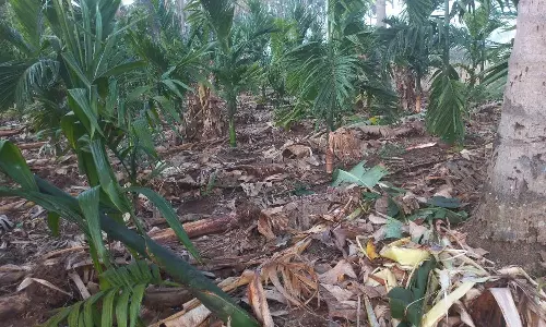 தோட்டத்தில் புகுந்து வாழை-பாக்கு மரங்களை சேதப்படுத்திய காட்டு யானைகள்