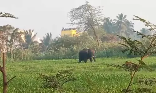 ஒற்றை யானை அட்டகாசம்: வனப்பகுதிக்குள் விரட்ட வனத்துறையினர் தீவிரம்